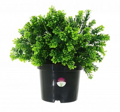 Boxwood Tavai in cachepot