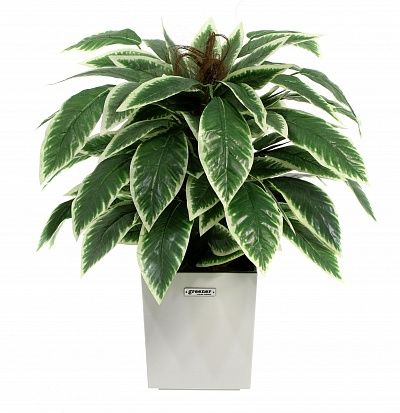 Croton Claire Cachepot Dekollete Clasico 30