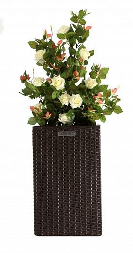 Rose Dustin Cachepot Dekollete Rattan Cube 50