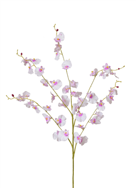 Orchid Oncidium