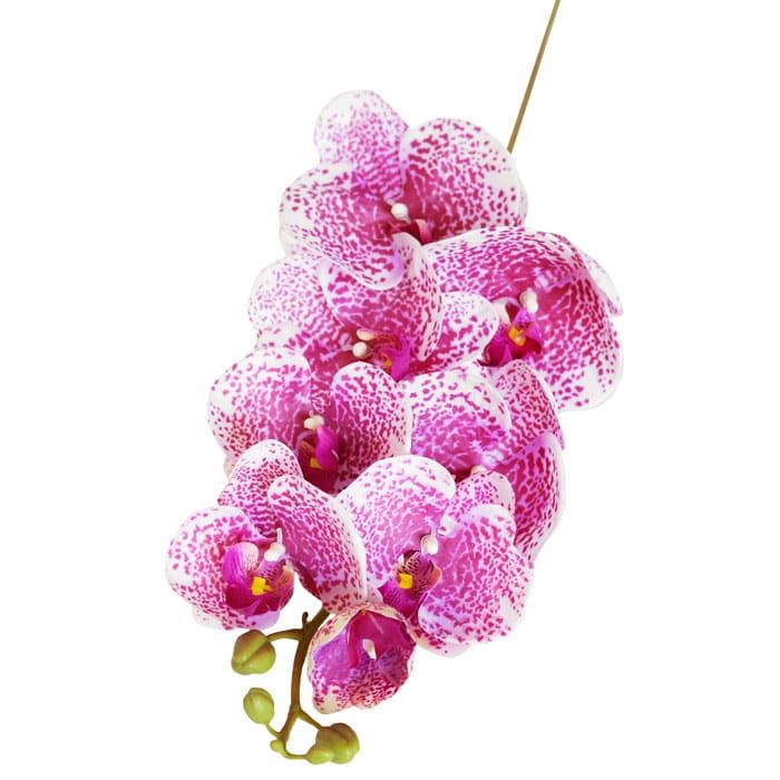 Phalaenopsis orchid ТCleopatraУ (8 flowers)