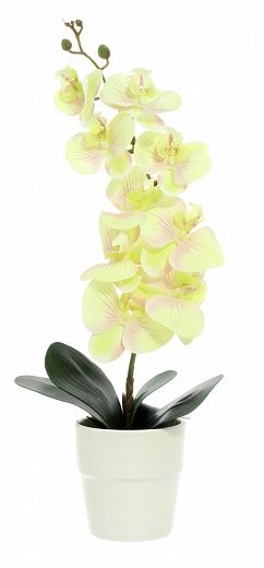 Orchid Meli planter Dekollete 12