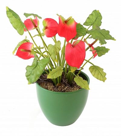 Anthurium Atacam cachepot Dekollete 15