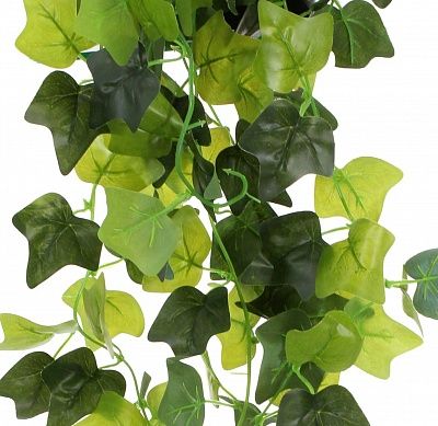 Hedera Formosa