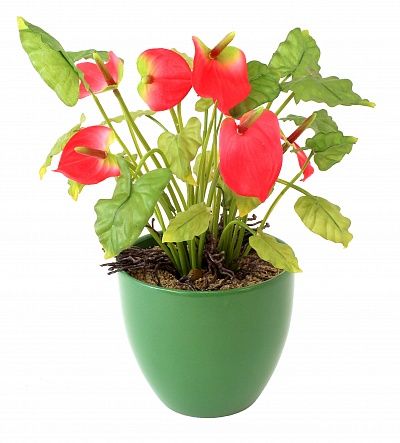 Anthurium Atacam cachepot Dekollete 15