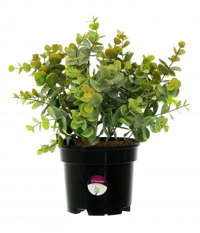 Eucalyptus Lozanno in a cachepot