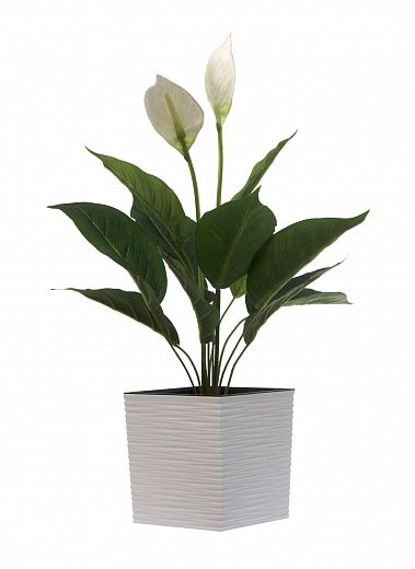 Spathiphyllum Venti cachepot Dekollete