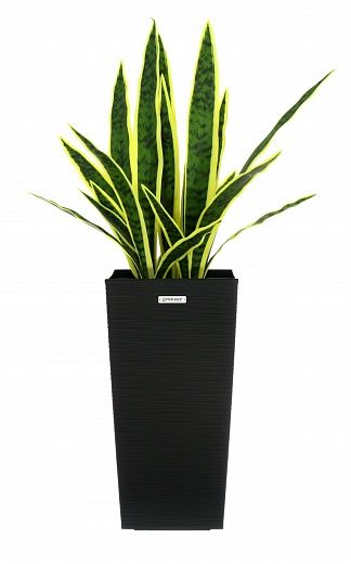 Sansevieria Gurun Cinco Cachepot Dekollete Kuno 46 Echo