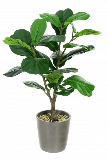 Ficus Lyrata Marmari Dekollete Concrete 22 planter available to order 2 pieces