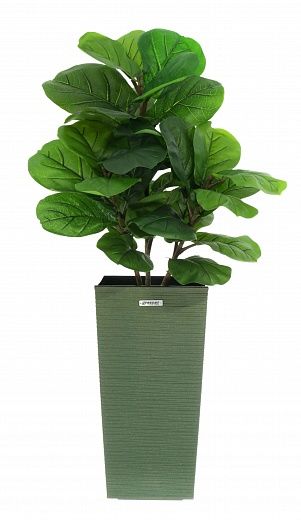 Ficus Lirata Alto cachepot Dekollete Kuno 46 Eco