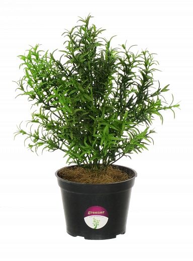 Rosemary Ferko in pot