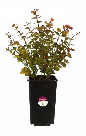 Eucalyptus Lozanno in a cachepot