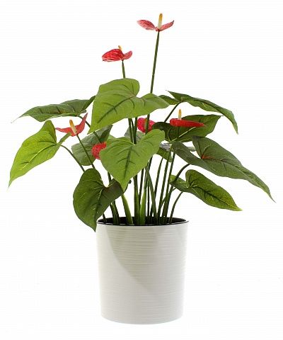 Anthurium Tavira cachepot Dekollete Clasico 19