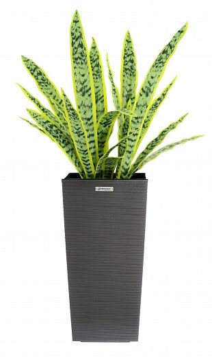 Sansevieria Gurun Cinco Cachepot Dekollete Kuno 46 Echo