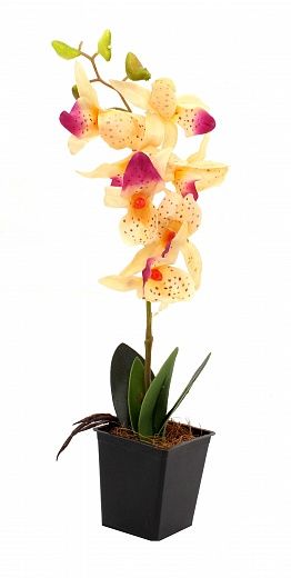 Phalaenopsis orchid Attan