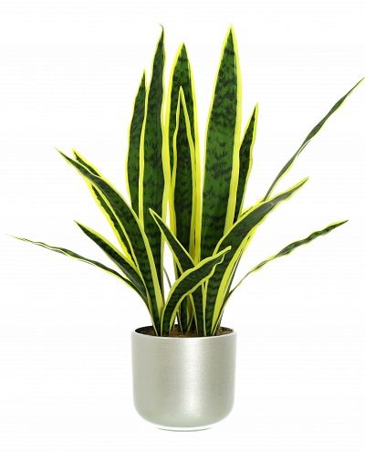 Sansevieria Gurun Cinco