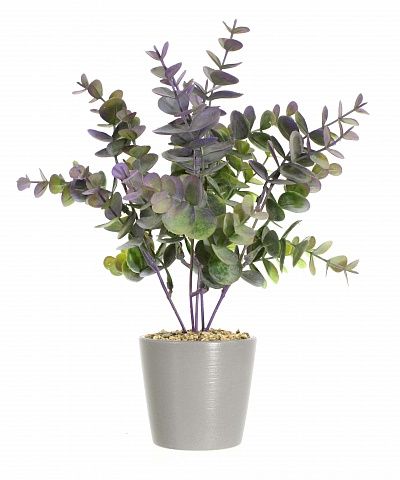 Eucalyptus Lozanno cachepot Dekollete Piccolo 8