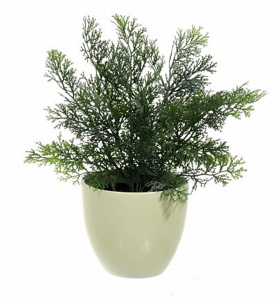 Cypress Latengo cachepot Dekollete 15