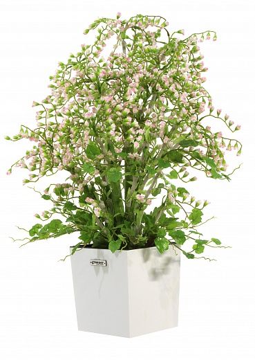 Weigela Elfica Rose cachepot Dekollete Clasico 19