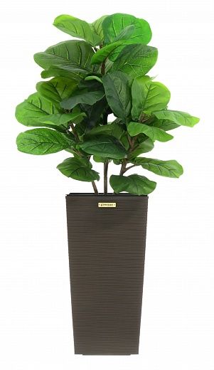 Ficus Lirata Alto cachepot Dekollete Kuno 46 Eco