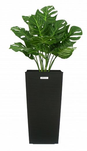 Monstera Tagira Dos cachepot Dekollete Cuno 46 Eco