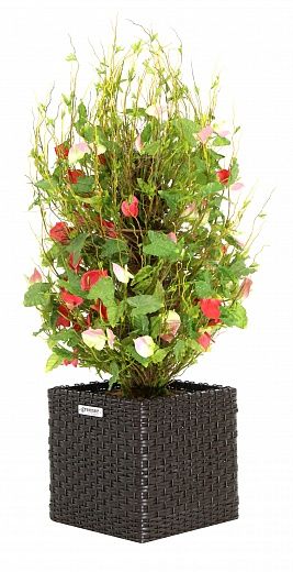 Anthurium Achita cachepot Dekollete Rattan Cube 32