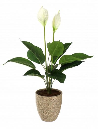 Spathiphyllum Venti