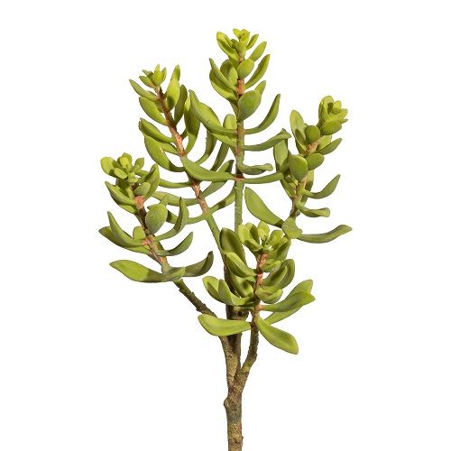 Crassula H30 cm green