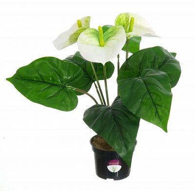 Anthurium Taru cachepot