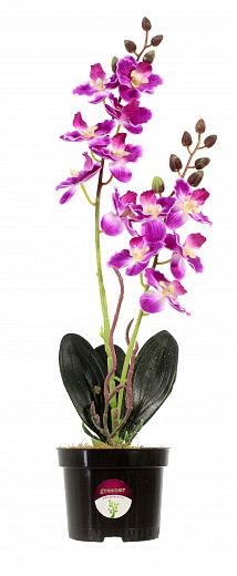 Phalaenopsis orchid Seattle