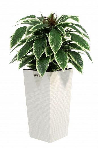 Croton Claire Cachepot Dekollete Kuno 46 Eco