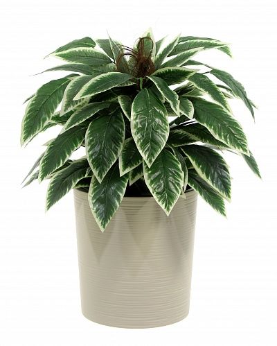 Croton Claire Cachepot Dekollete Clasico 30 Eco