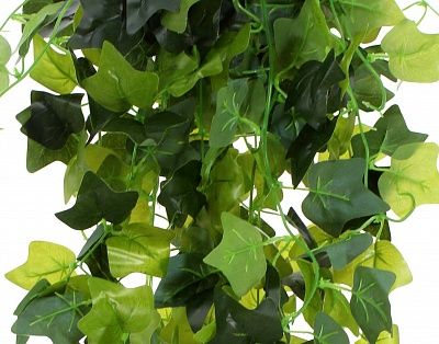 Hedera Formosa Duo