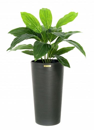 Hosta Selena cachepot Dekollete Serso 46