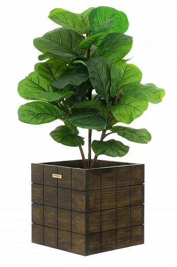 Ficus Lirata Alto cachepot Dekollete Chess 30 color