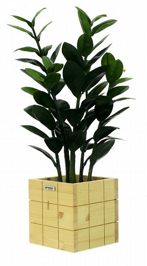 Zamioculcas Cargon Cinco cachepot Dekollete Chess 20