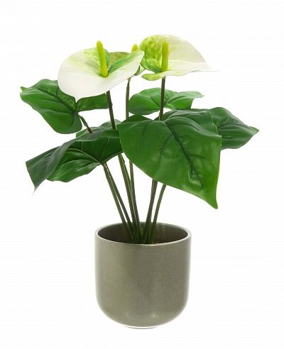 Anthurium Taru cachepot Dekollete Silver 12