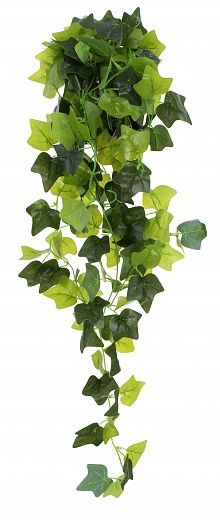 Hedera Formosa