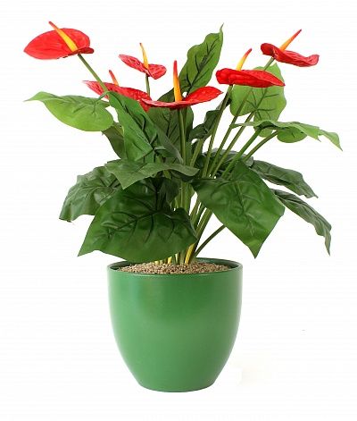 Anthurium Zuli Grand cachepot Dekollete