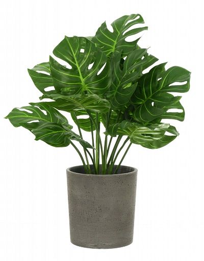 Monstera Tagira Dos cachepot Dekollete Concrete 19