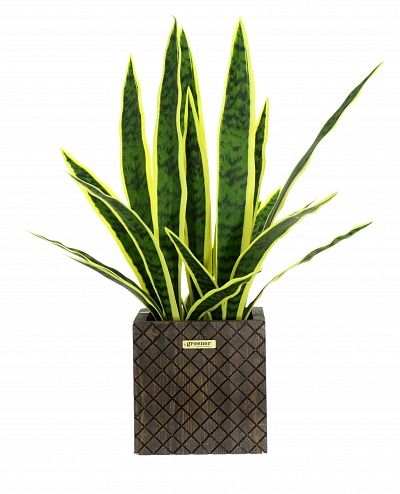 Sansevieria Gurun Cinco Cachepot Dekollete Gurido 20 color