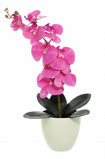 Orchid Meli planter Dekollete 12