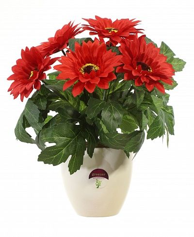 Gerbera Laura cachepot Dekollete 12 available to order 6 pieces