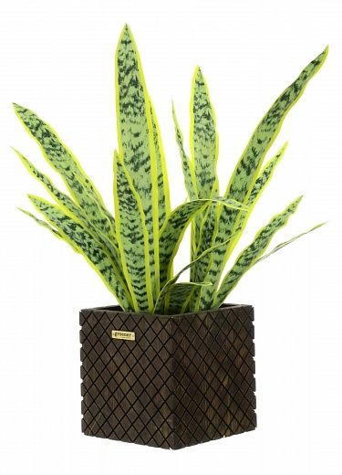 Sansevieria Gurun Cinco Cachepot Dekollete Gurido 20 color