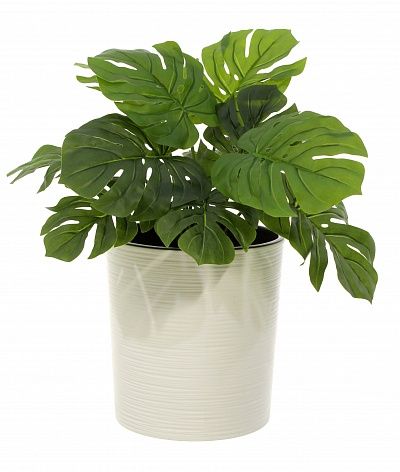 Monstera Moran Duo cachepot Dekollete Clasico 19