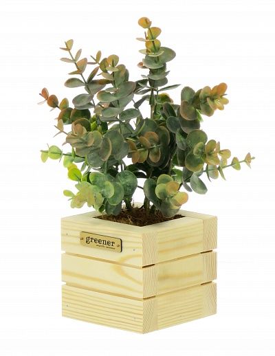 Eucalyptus Lozanno Dekollete Cube 10 planter