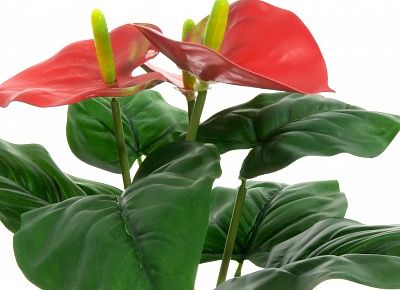 Anthurium Taru cachepot Dekollete Silver 12