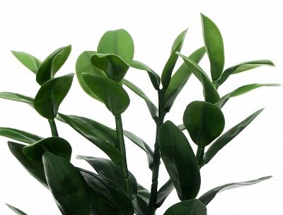 Zamioculcas Cargon Quattro