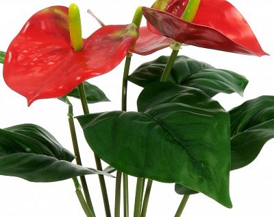 Anthurium Taru cachepot Dekollete Silver 12