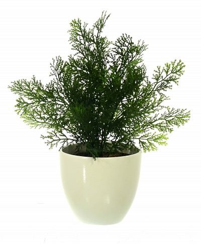 Cypress Latengo cachepot Dekollete 15